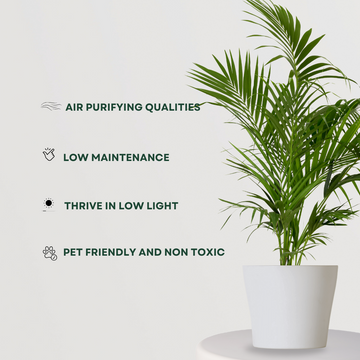 Bamboo palm houseplant
